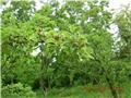 arčilend